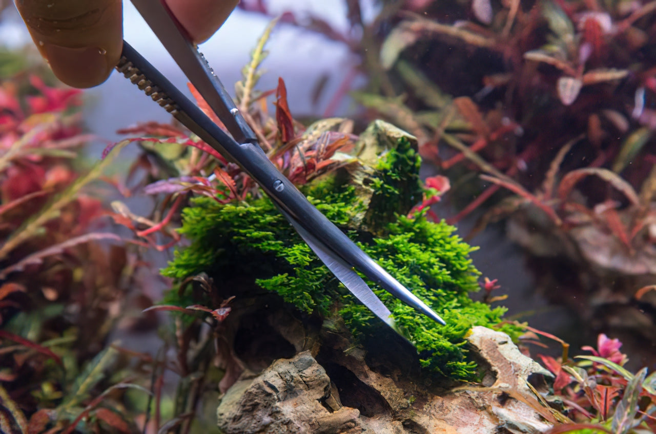 Spring Scissors 6" Curved