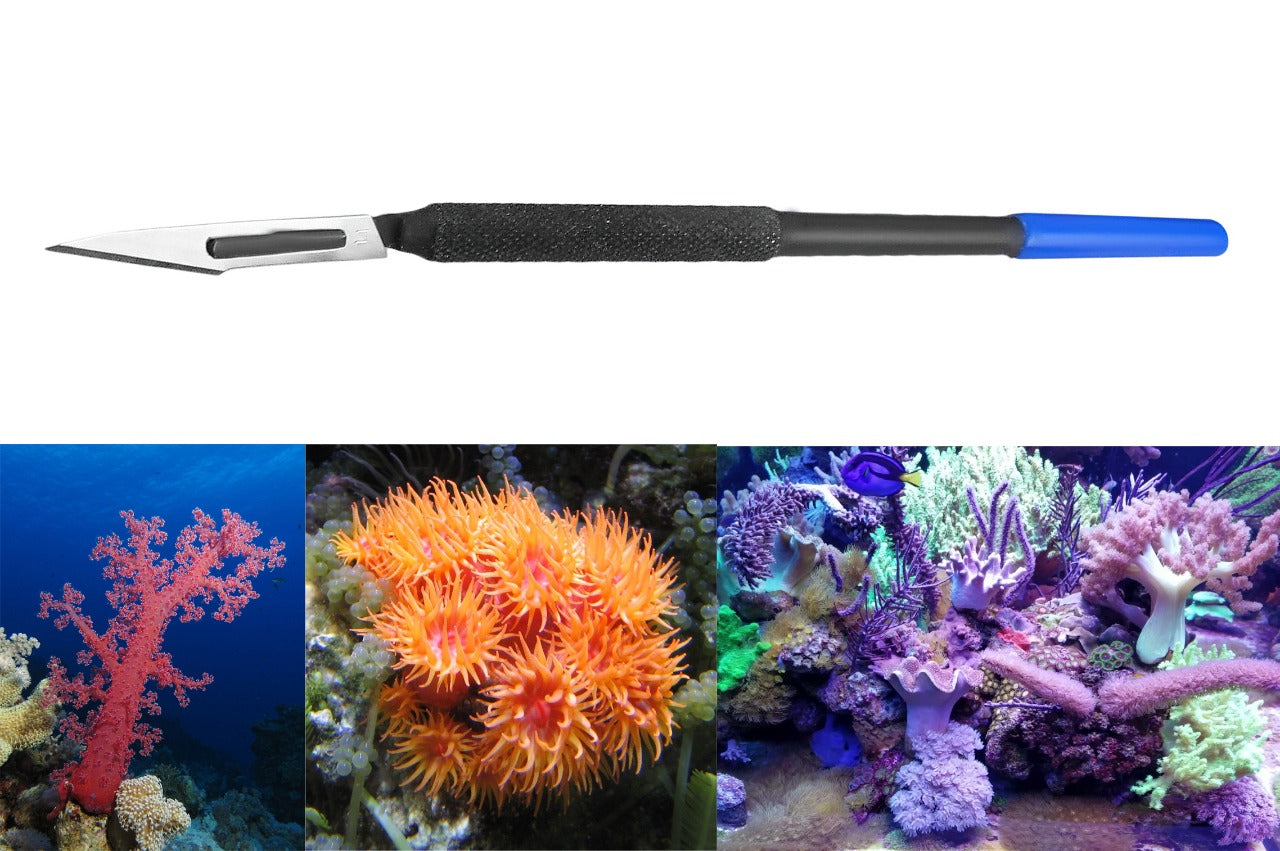 Soft Coral Knife 6"