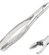 Dental Forcep #99C