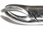 Dental Forcep #24