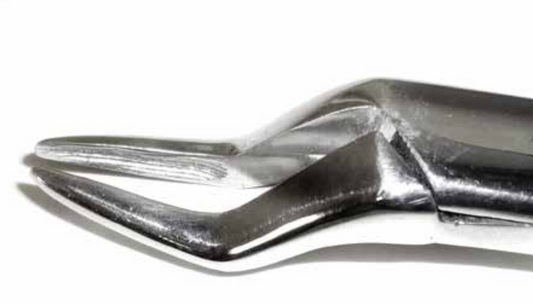 Dental Forcep #65