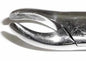 Tamsco Dental Forcep #24